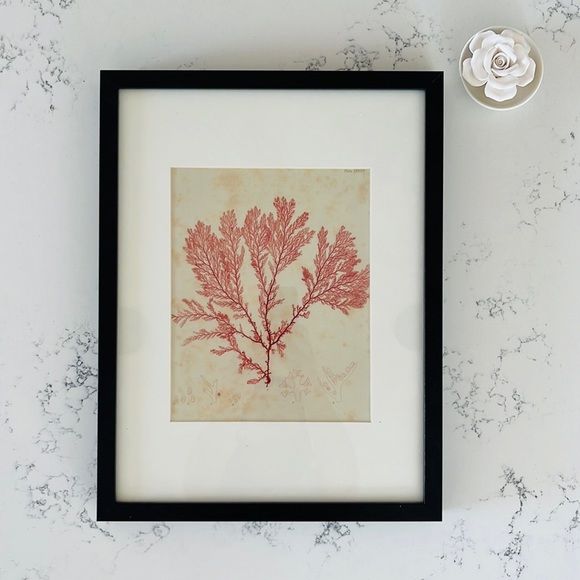 IKEA Minimalist Red Coral Wall Decor
